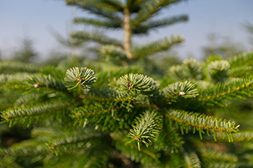 echter natur weihnachtsbaum nordmanntanne 1 50 bis 1 70m echter natur weihnachtsbaum nordmanntanne 1 50 bis 1 70m