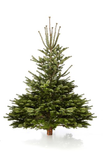 echter weihnachtsbaum kaufen 28 images weihnachtsbaum echter weihnachtsbaum kaufen 28 images weihnachtsbaum